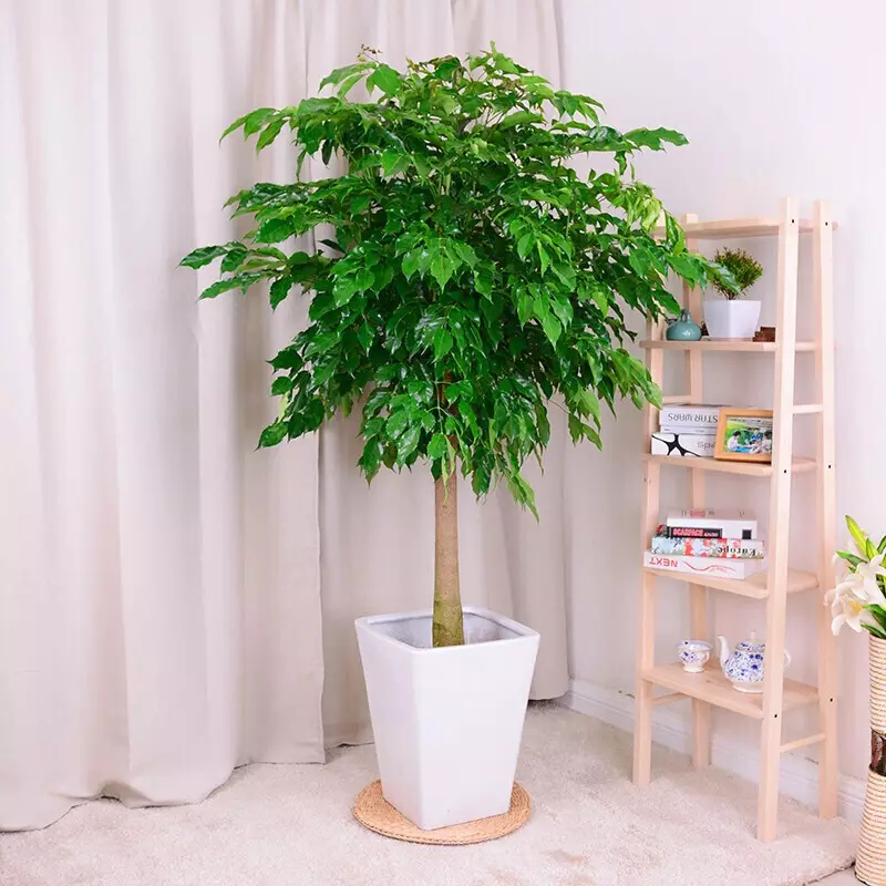 2、搖錢樹綠植圖片:搖錢樹長什麼樣圖片