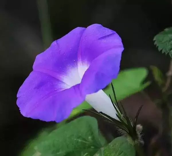 牽牛花兒當鬧着玩的屬相：牽牛花十二生肖中那個