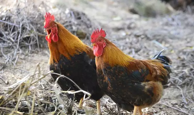 屬雞的父母和什麼屬相最好：屬雞父母生什麼屬相寶寶好