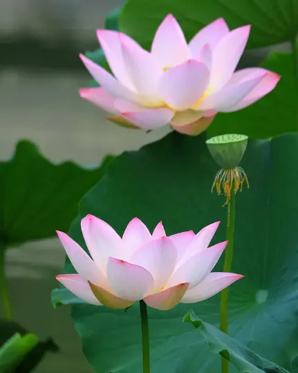 榮耀是什麼屬相：叨教，生榮耀是什麼動物？