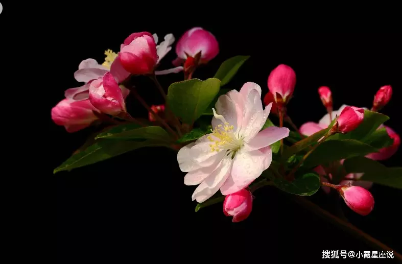 善意已分到本性的屬相：善意已分至本性、何解？指的是何生肖或数字？