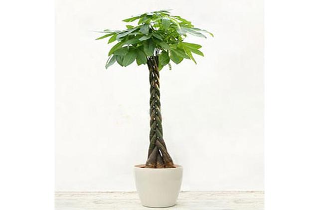 7、發財樹有哪些:發財樹的種類有哪些？