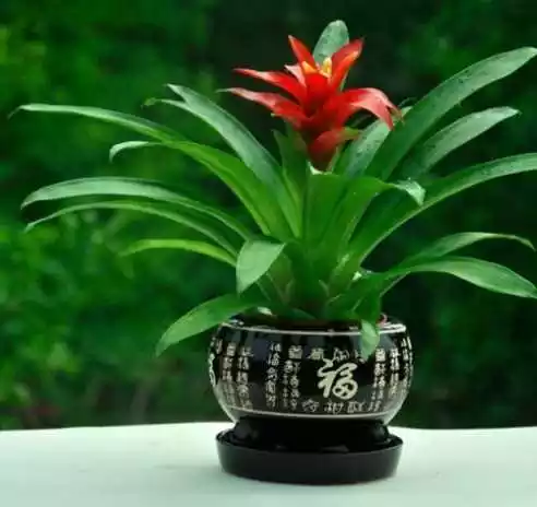 3、用什麼頭像可以帶來好運和財運:微信頭像什麼樣的可以招財 什麼樣的可以提升運氣