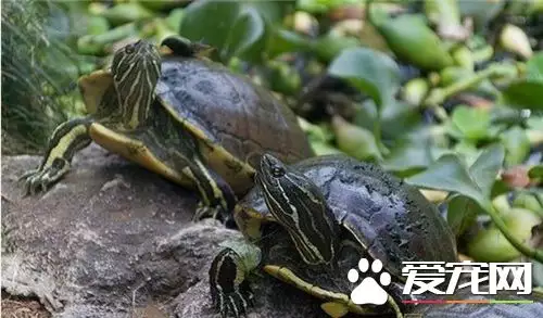 養龜的禁忌養烏龜手碰：養烏龜有什麼禁忌 烏龜怎麼飼養才好