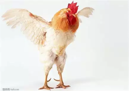 屬狗和屬雞的屬相合嗎：請問屬狗和屬雞的真的不能相配嗎