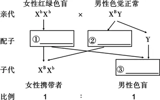 3、人的紅綠色盲是一種典型的遺傳病．下錶是幾種婚配情況下子女的性狀表現，其中一定錯誤的是（　　）