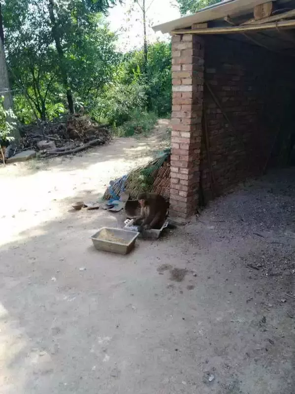 2、女屬猴，男屬雞，都說雞配猴不到頭，他家人不同意我們一起，難道真的不好嗎？