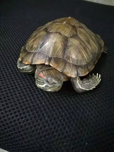 我的烏龜的頭和四肢都伸出來了，且頭和四肢都無力，頭和四肢也縮不回去了，怎麼回事啊？十萬火急！