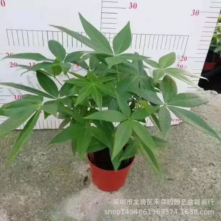 4、發財樹有幾種:發財樹有幾種圖片？