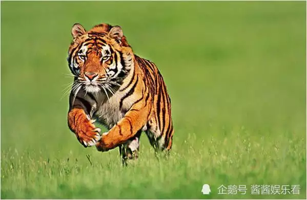 1、屬虎的不好婚配是哪幾個:男子屬虎，不能和12生肖中的那幾個屬相結婚呢？