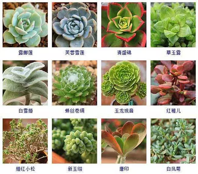 1、品種大全:一共有多少個品種，它們都叫什麼名字