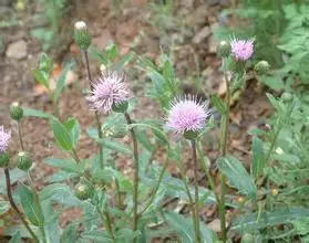 兩種生物取食植物的差異部位屬於競爭嗎？