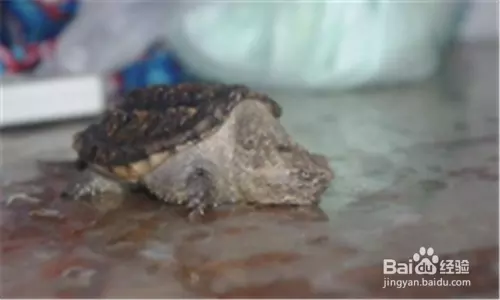 烏龜冬眠死了怎麼救活：小烏龜死了怎樣救活