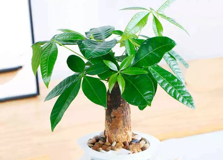 5、發財樹大全大圖:發財樹開花圖片