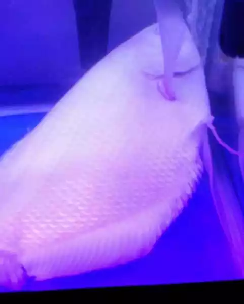 2、養招財魚要放鹽嗎:養地圖魚和招財魚需要放海鹽嗎