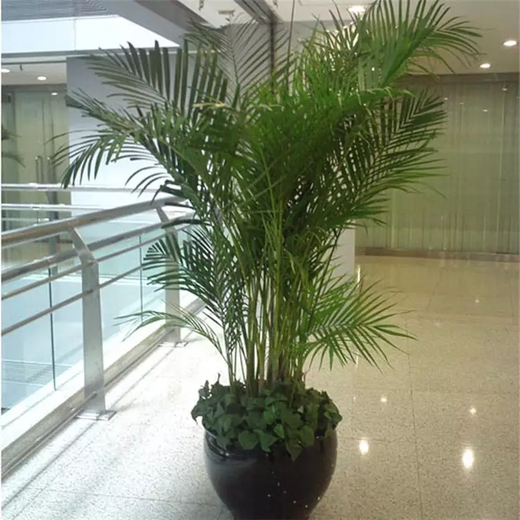 2、綠植花卉圖片大全及花名:綠植花卉圖片及名稱 誰能告訴我圖片上的植物的名字？