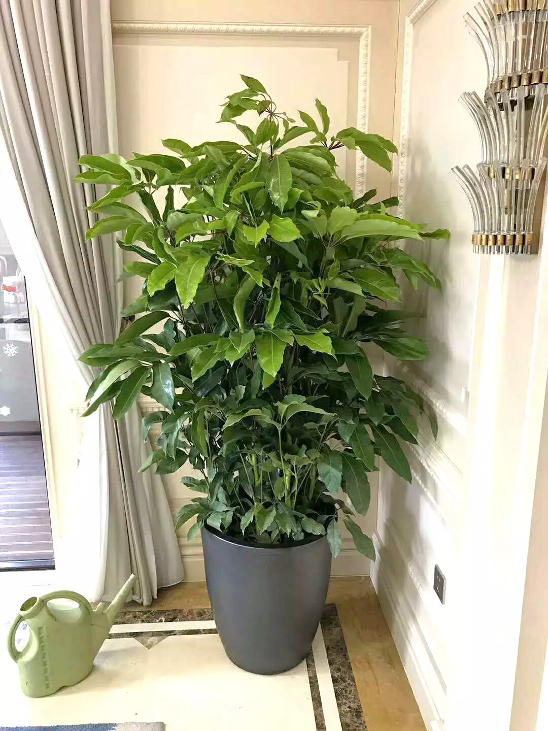 3、家裡養什麼綠植好招財:家裡放什麼植物可招財