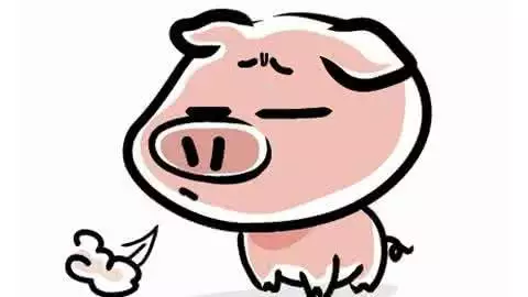 屬豬的為什麼大多好：屬豬的人命不好嗎