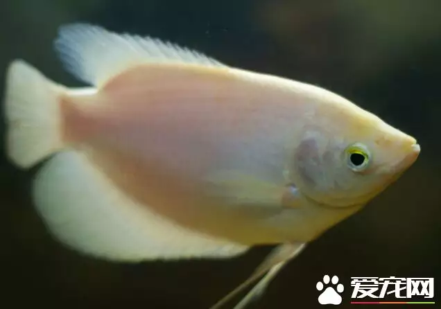 2、招財魚有哪些品種:招財魚都有幾種。