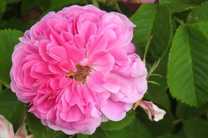什麼屬相的人桃花運好：哪個生肖的男生桃花運最旺？