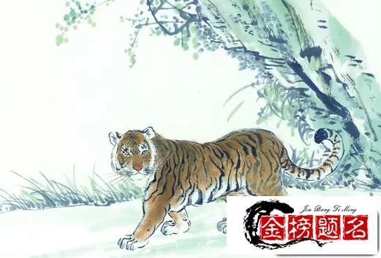 3、八幾年屬虎的今年多大了:屬虎是八幾年出生的今年多大
