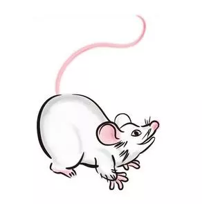 2、個鼠年是哪年？請用西元紀年數確切回答，如“西元前年”。請不要回答什麼是“12生肖”或其來歷。