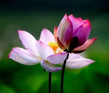 3、初露鋒芒指什麼生肖:初露鋒芒是什麼生肖?