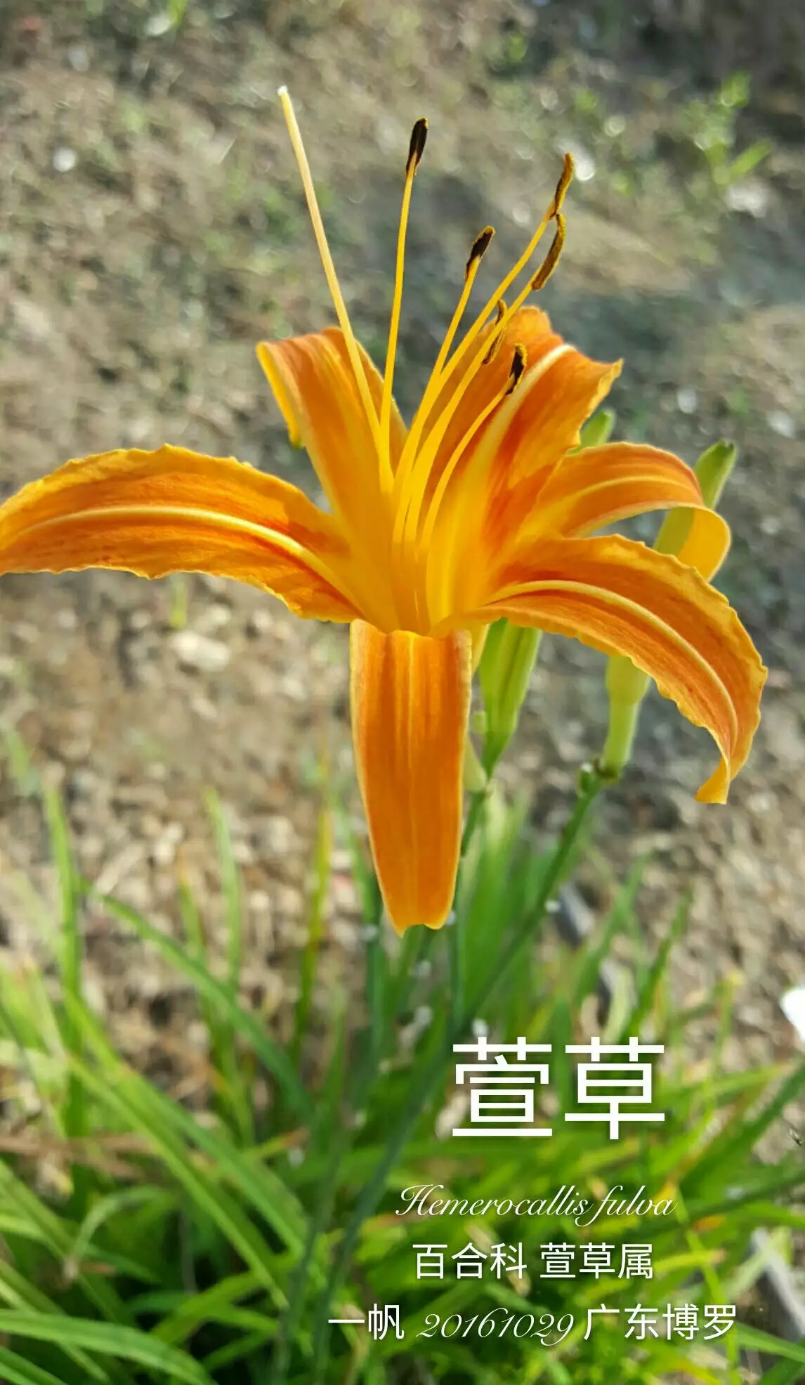 一枝金針穿四邊的屬相：西天路上火焰山,一支金針穿四邊。是什生肖
