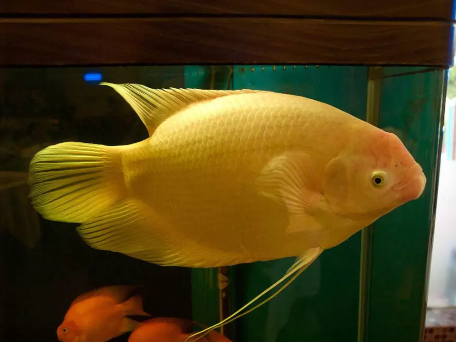 2、招財魚養幾條吉利:招財魚可以養兩條嗎