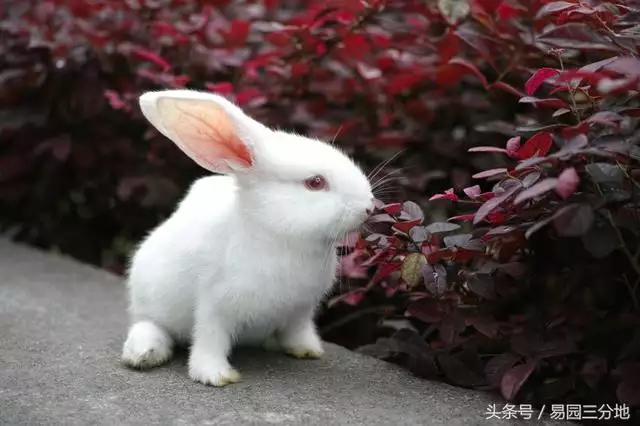 4、屬兔的是哪年出生的兔子:屬兔的人是哪幾年生的？