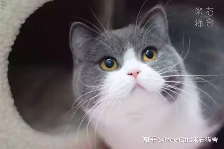 6、貓有多少種類:貓的種類有哪些