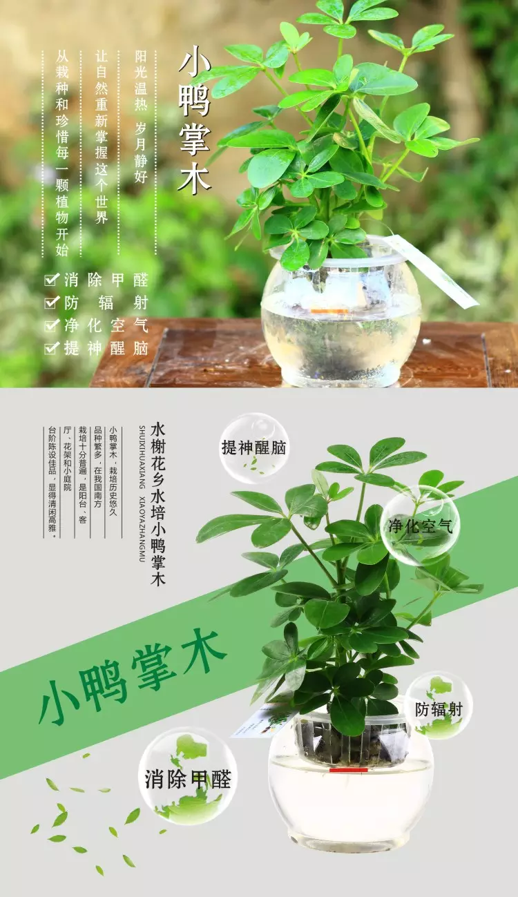 4、七恭弘=叶 恭弘蓮水培植物:七恭弘=叶 恭弘蓮植物