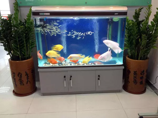 什麼屬相的人放魚缸好：那一年的屬相宜放魚缸