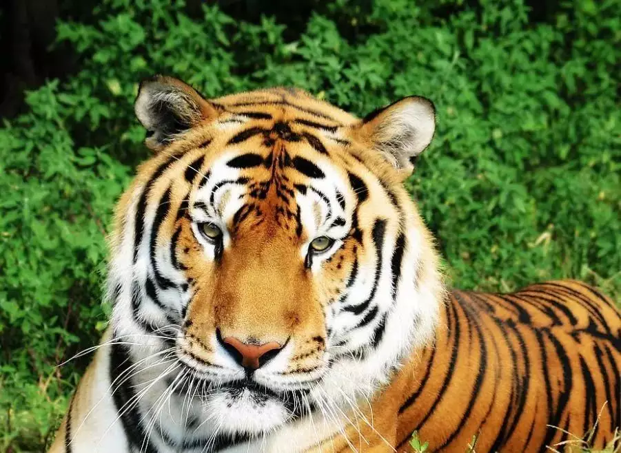 1、屬虎之人運勢牌運怎麼樣:年5月5日屬虎人那天玩牌