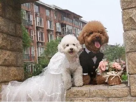 5、女狗今年的婚姻情兄:屬狗今年婚姻