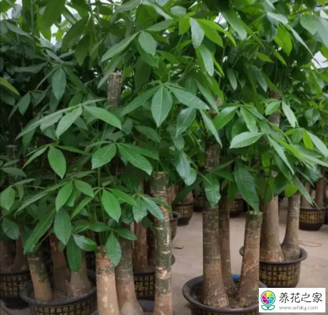 2、發財樹怎麼養殖更:家裡種植的發財樹如何養殖更呢