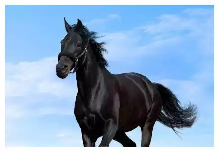 2、屬馬人年牛年運勢:牛年馬的運勢運勢