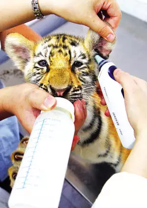 5、為什麼說虎年的寶寶不好:生屬虎的孩子好嗎