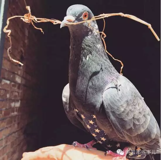 9、男人養鴿子什麼意思:喜歡養鴿子的男人都有一種象徵性意義？