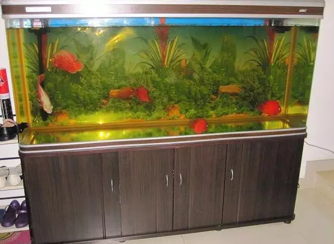 什麼屬相的人適合擺放魚缸：屬蛇的家中是否適合放魚缸