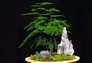 文竹是哪個屬相的幸運植物：文竹是什麼類的植物