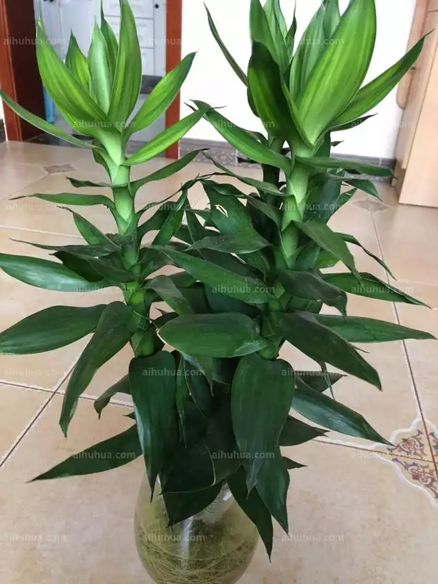 1、家裡轉運適合養什麼植物:風水學說 家裡養什麼植物旺財