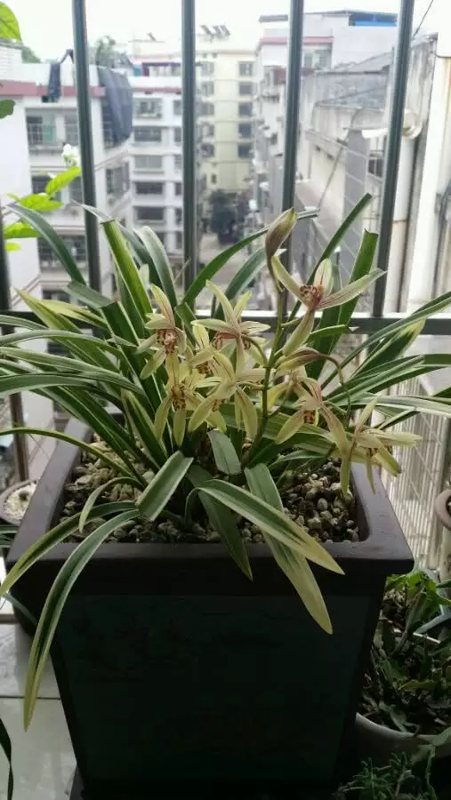 3、養殖蘭花那招員工我本人喜歡蘭花但又不董，想一邊學邊學點技術，但也的若慮經濟收入!∞