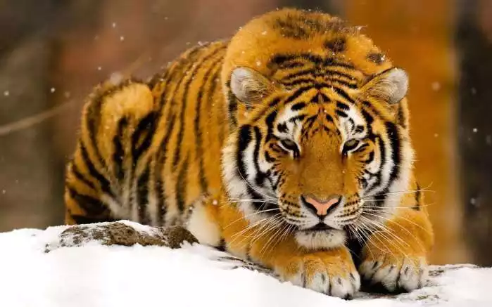 3、先入為主是什麼生肖和動物:先入為主是指什麼生肖，