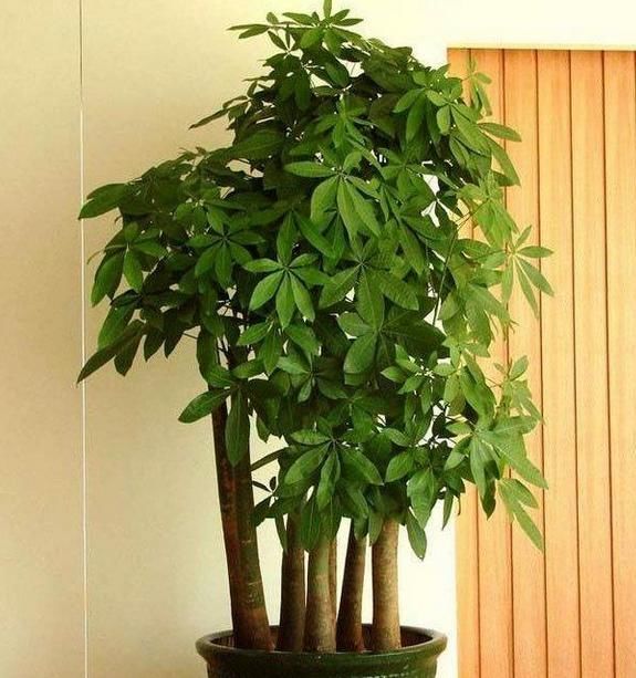 5、什麼花招財又旺宅好養:旺宅風水植物有哪些 什麼植物能旺財旺宅