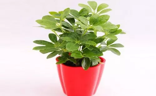 1、每個屬相的招財植物:十二生肖旺財植物