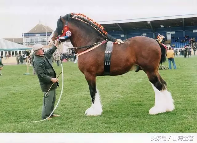 2、母馬和女豬婚配合適不合:婚配|馬和豬能婚配嗎