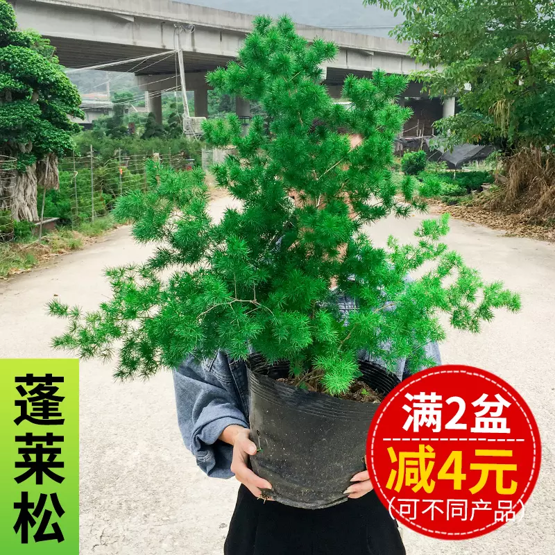 屬相猴幸運植物擺放位置：叨教下，年屬猴的隱諱什麼顏色，幸運色什麼色？