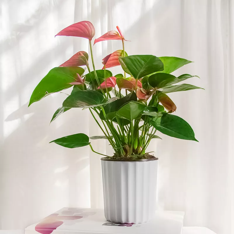 2、家裡轉運適合養什麼植物:家裡養什麼植物可以