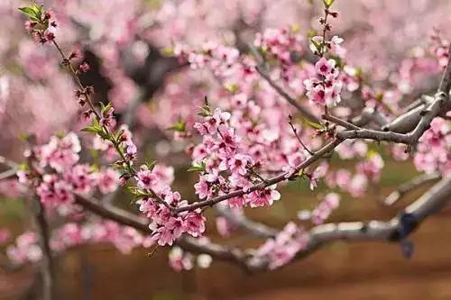4、免費算正緣桃花何時到:正緣桃花一定會結果嗎